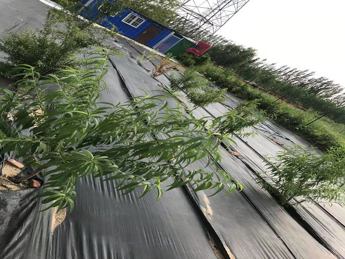 防草布特性及作用